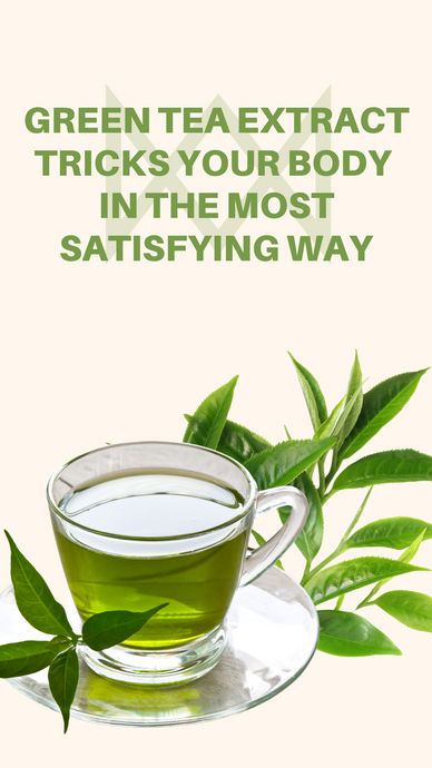 Green Tea Extract Tricks Your Body In The Most Satisfying Way